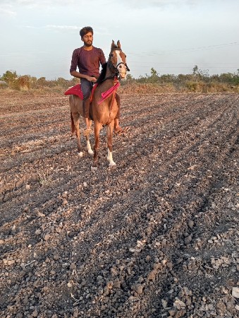 વસેરી ઘોડી વેચવાની છે