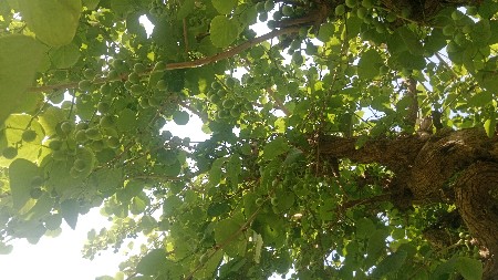 थंबनेल 2