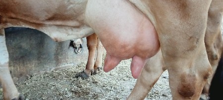 ગીર ગાય વેચવાની છે