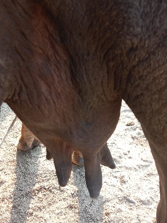 ભેંસ વેચવાની છે