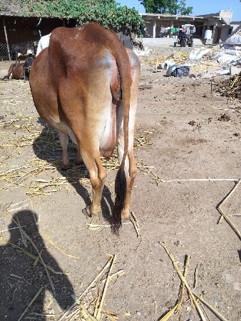 થંબનેલ 3