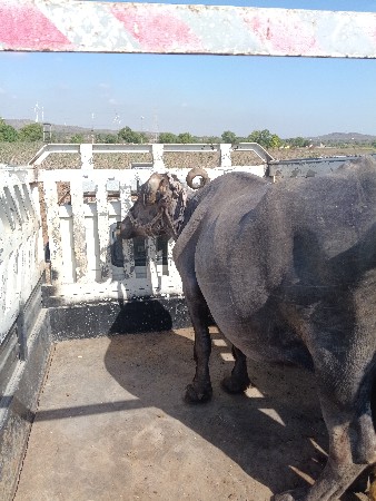 ભેંસ વેચવાની છે