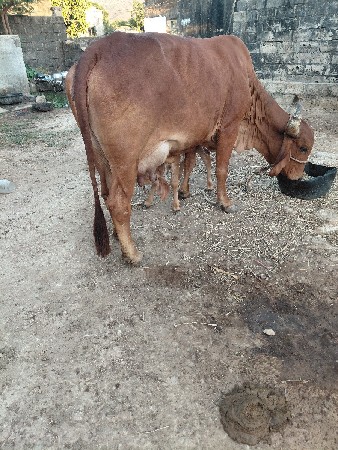 થંબનેલ 3