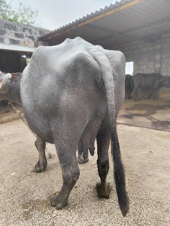 થંબનેલ 3