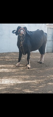 બે. ભેસો વેસવાની છે