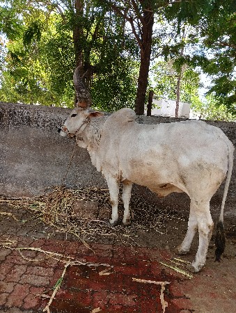 थंबनेल 2