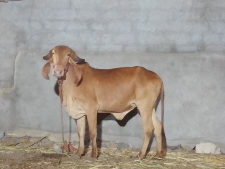 ગાય વેચવાની છે