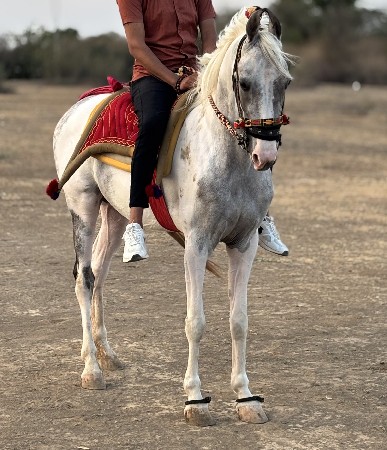 સંજાબ વસેરી