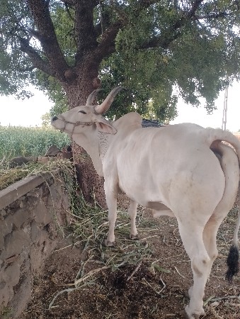 થંબનેલ 3