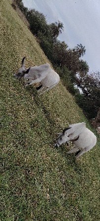 ગોઢલા વેચવાના છે