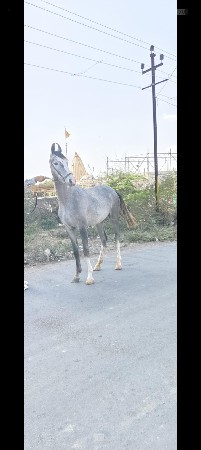 રોજી વછેરી વેચવાની છે