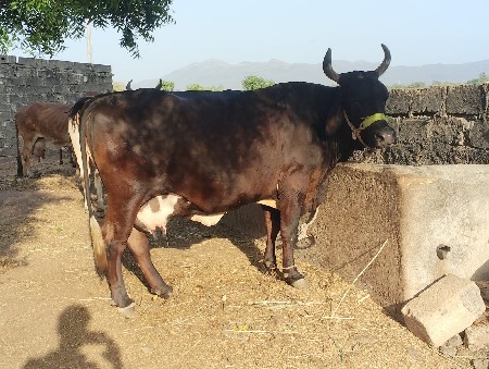 थंबनेल 3