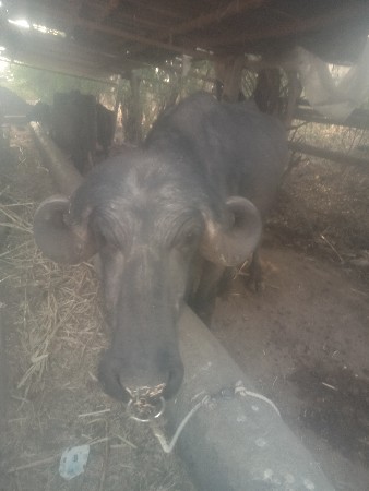 પાડૉ વૅસવાનૉ છે