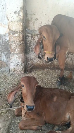 ગીર ગાય ને વાછડી વેચવાની છે