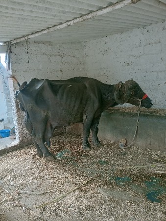 थंबनेल 3