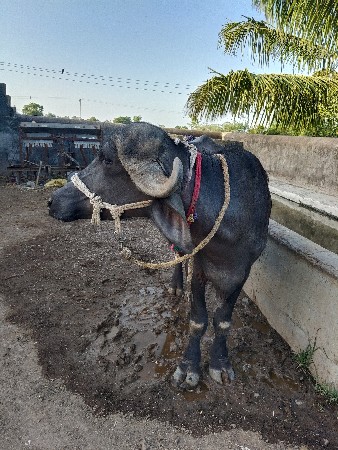 थंबनेल 2