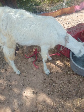 બકરી