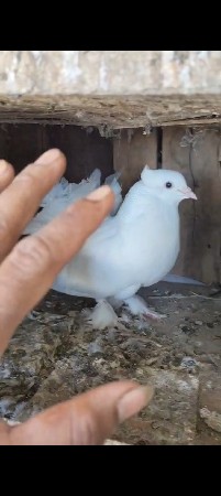 થંબનેલ 3