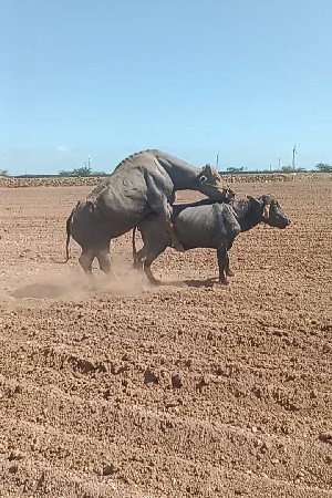 ભેંસ વેચવાની છે