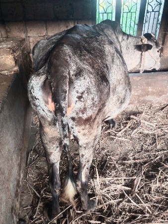 ગાય વેચવા ની છે