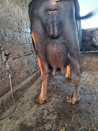 ભેસ વેચવાની છે બીજું વેતર છે