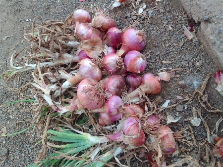 પીળી પંતી ડુંગળી વેચવાની છે