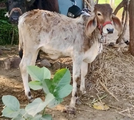 વાછરડી વેચવાની છે
