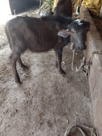 થંબનેલ 3