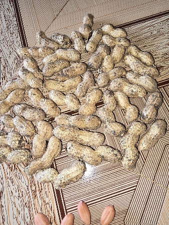 વેનોક્ષ 77 બિયારણ વેચવા નું છે