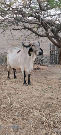 આ ગાય વેસવાની છે