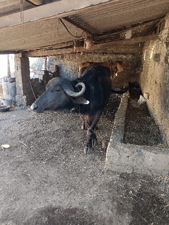 થંબનેલ 2