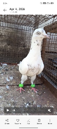 SALANGAPURI FEMEL ROLLED 🦅