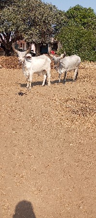 બળદ વેસવાના