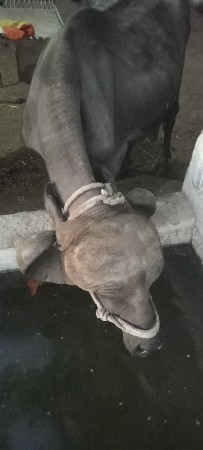 વેચવાની છે