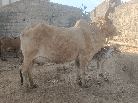 थंबनेल 3