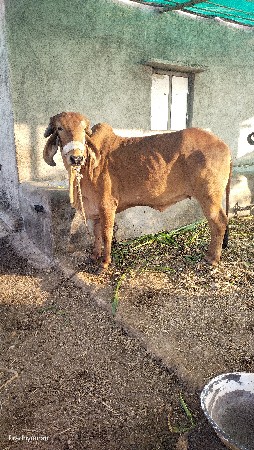 थंबनेल 3