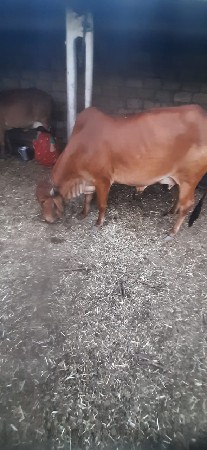 ગાય વેચવાની છે