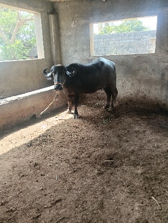 थंबनेल 2