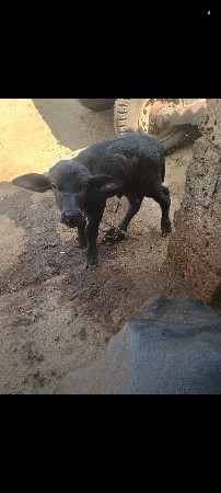 ભેંશ વેચવા ની છે વેતર 1