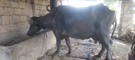 બીજા વેતર ની ભેંસ વેચવાની છે