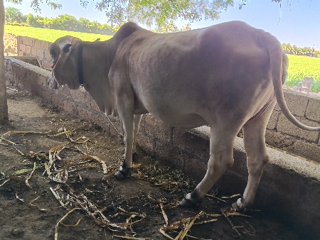 थंबनेल 2