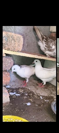 આ બેજોડો વેચવા નોછે