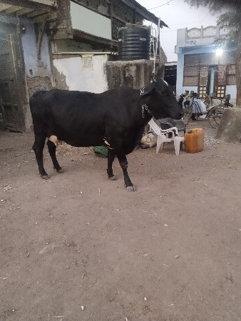 ગીર ક્રોસ ગાય વહેંચવાની છે