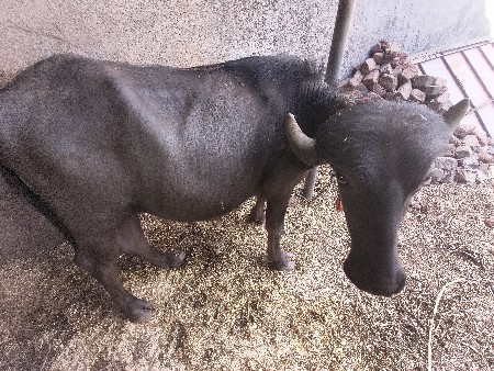 પોણા ત્રણ વર્ષ ની ખડાય વેચવાની