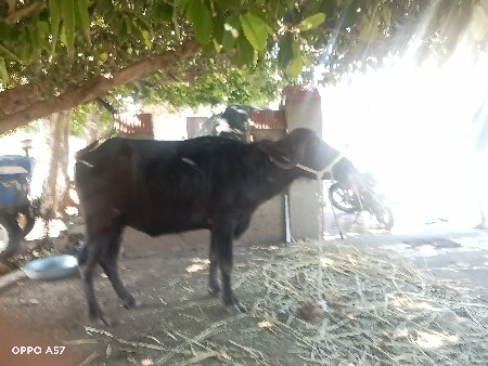 5 મો  મહિના ગાભ છે