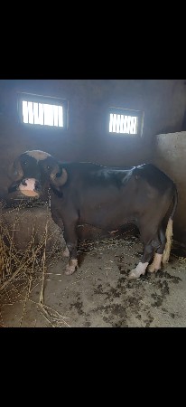 આકડેલી વેચવાની છે ચાર દાતે છે