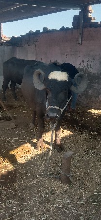 ભેંસ વેચવાની છે