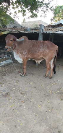 थंबनेल 2