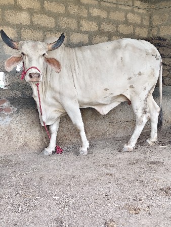 શ્વેત કપિલા