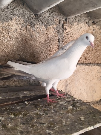 થંબનેલ 2